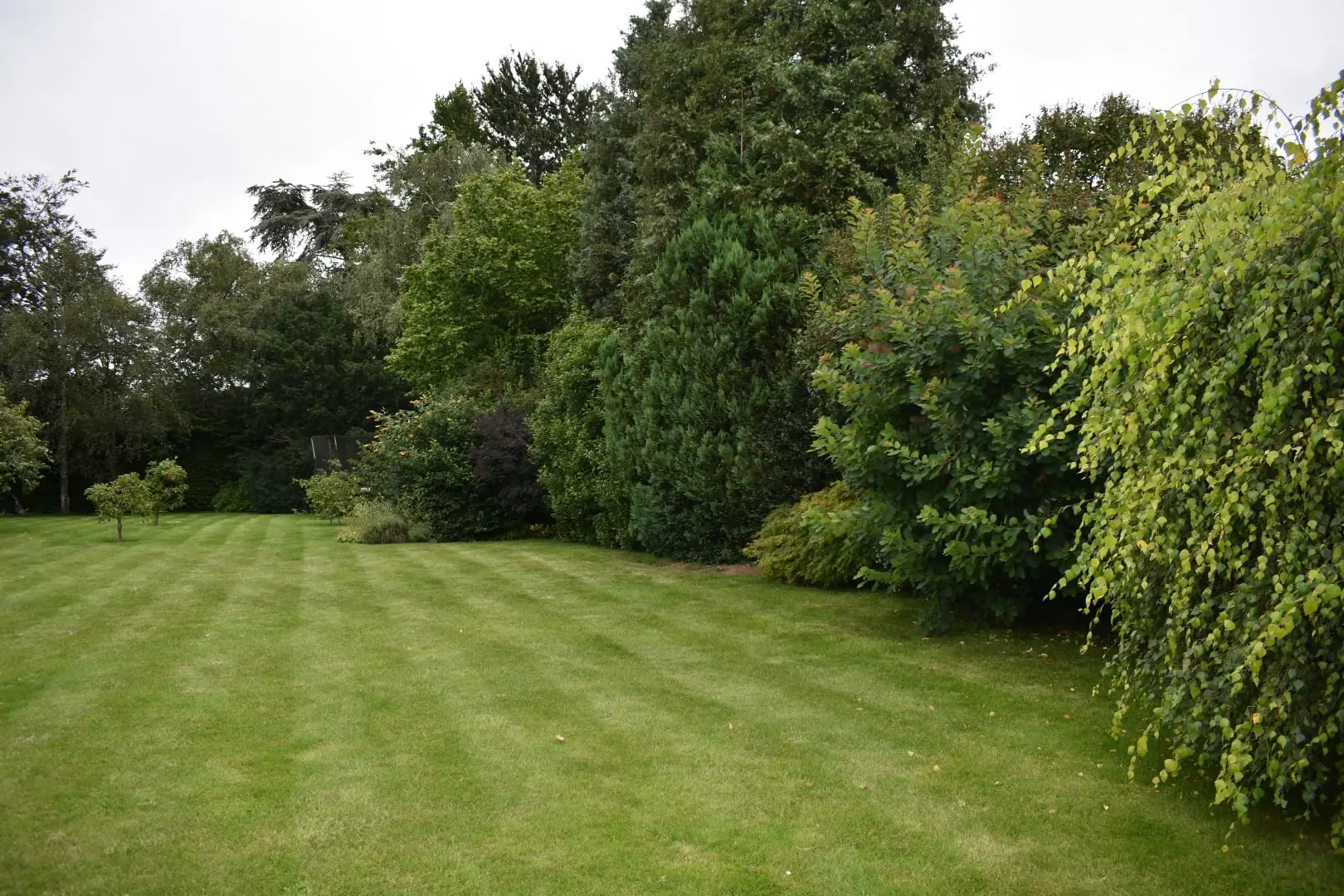 Sutton garden, before work began (3)
