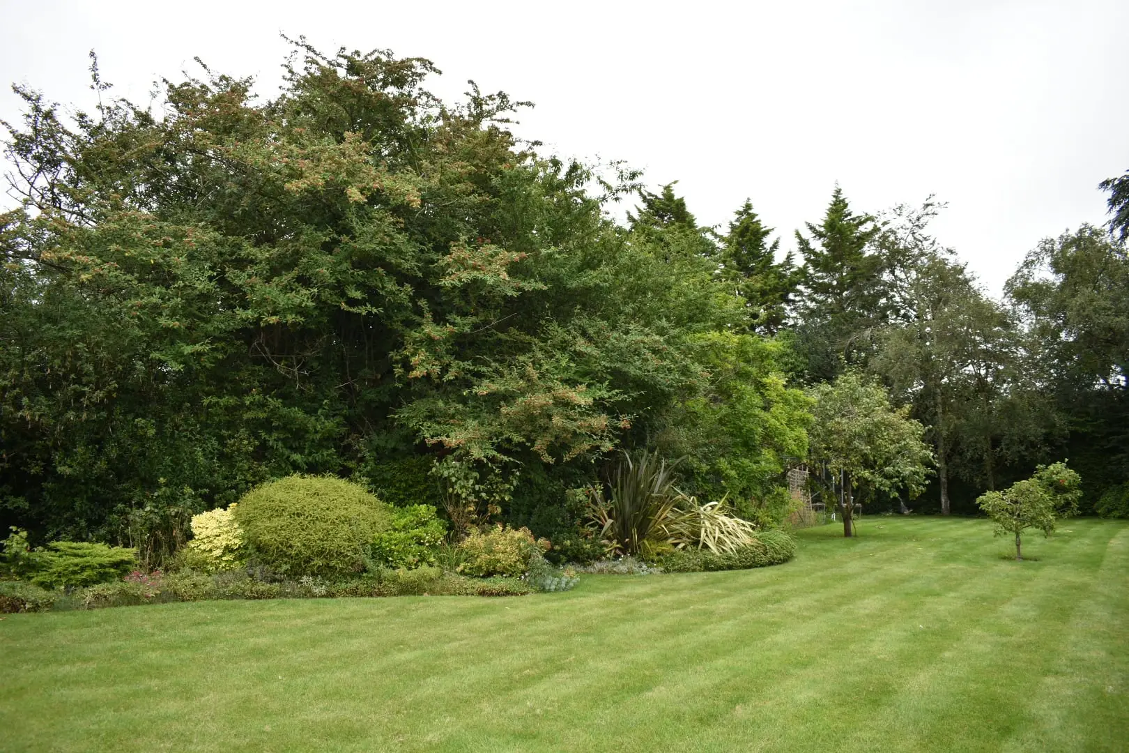 Sutton garden, before work began (4)