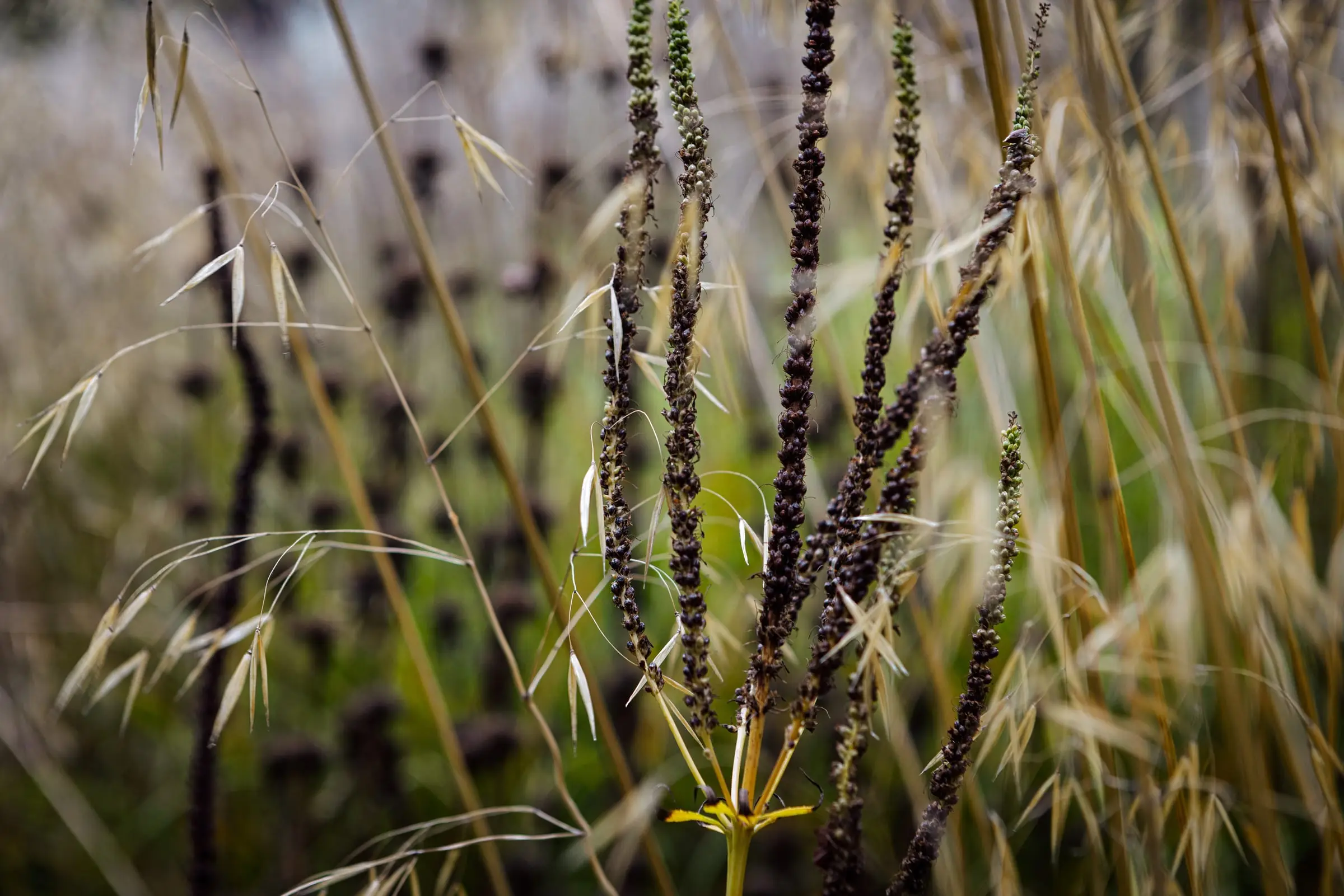 Ornamental grasses catching the light
