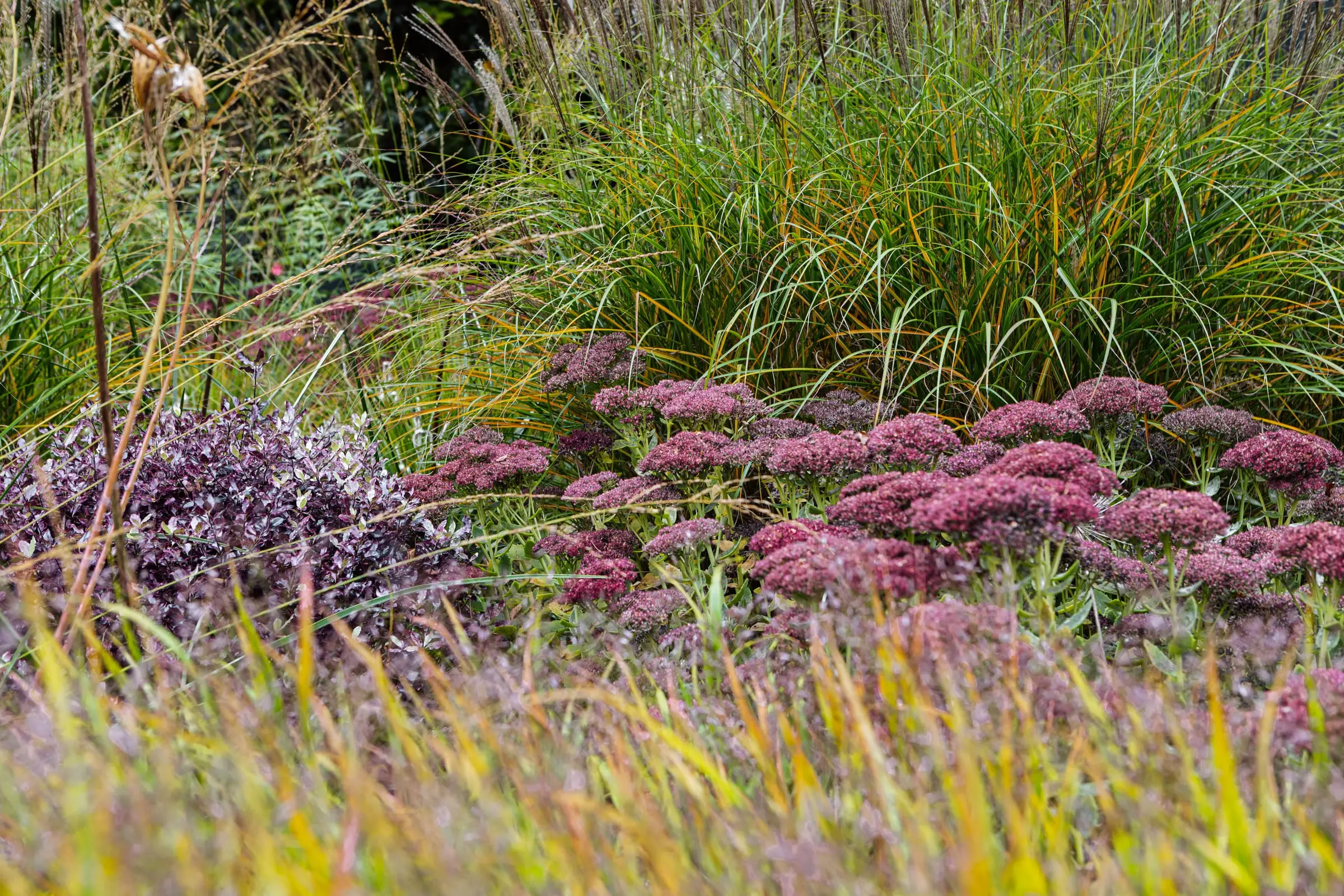 Sedum and grasses in naturalistic planting