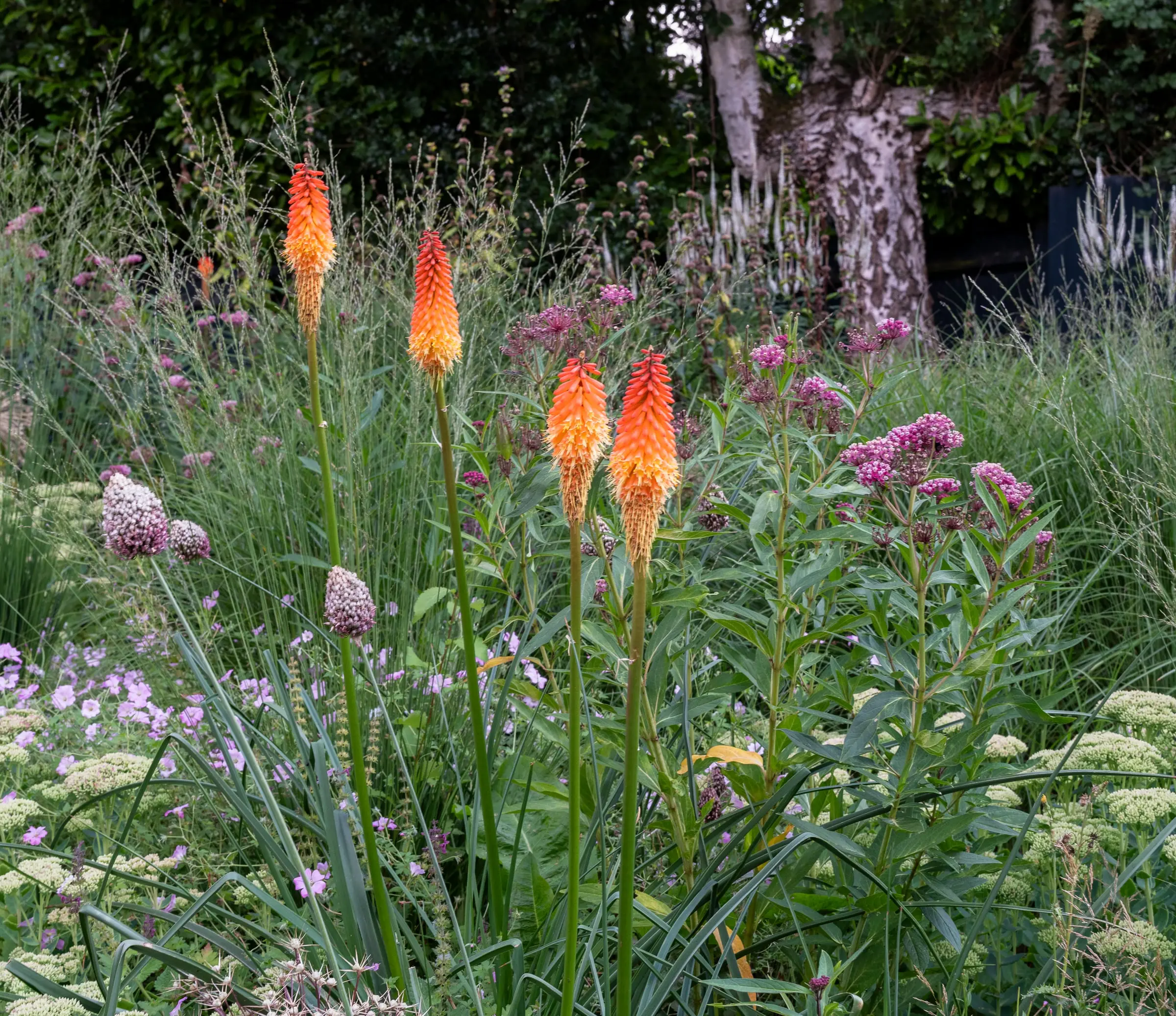 Red hot pokers and perennials that support wildlife