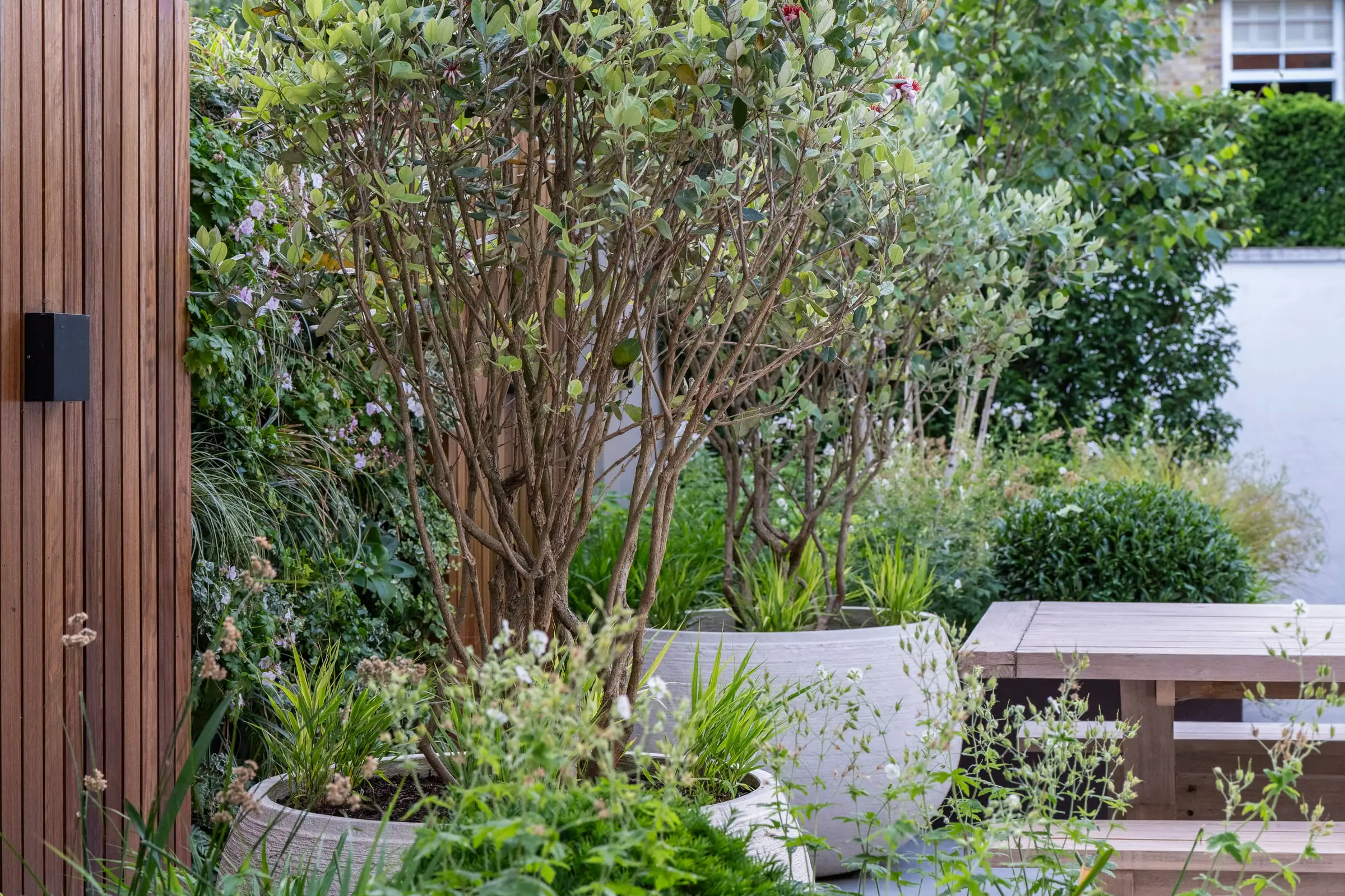 Multi-stem tree and layered planting beside a hardwood screen in Muswell Hill